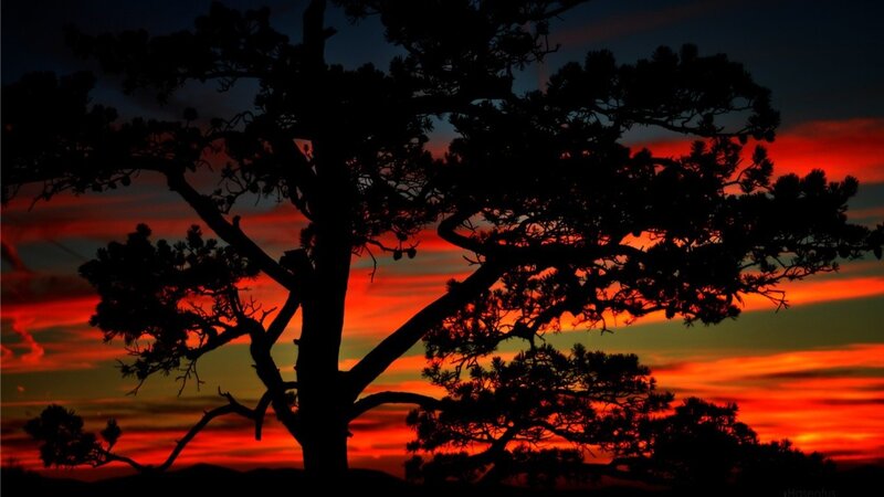 Silhouette of Pine Tree — Red, Dramatic