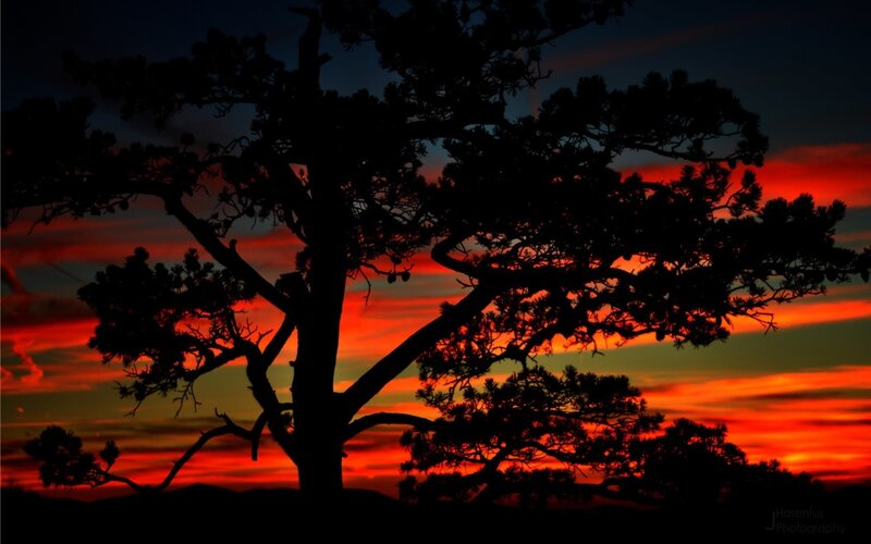 Silhouette of Pine Tree — Red