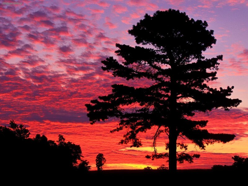 Silhouette of Pine Tree