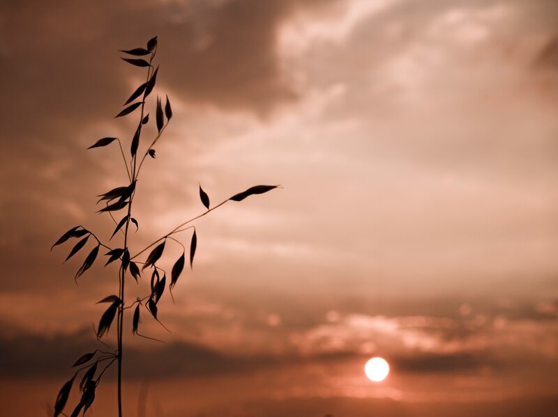Silhouette of plant at sunset