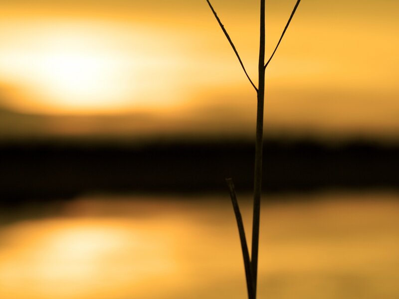 Silhouette of plant at sunset
