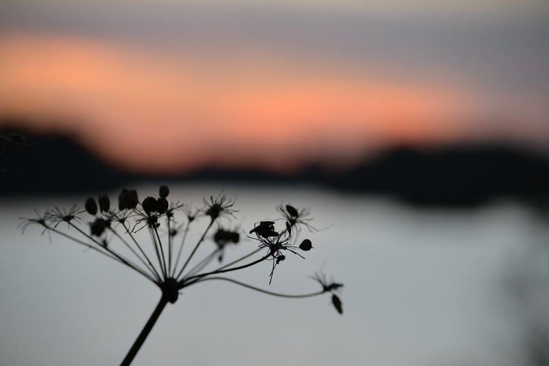 silhouette of plant at sunset