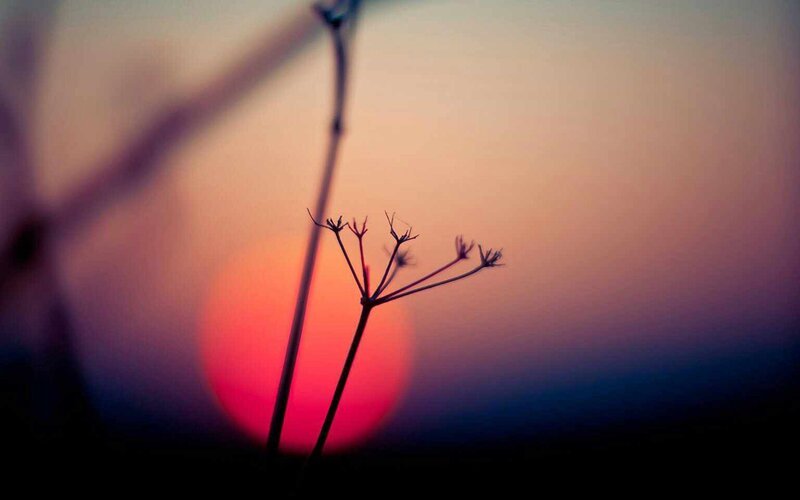 Silhouette of plant at sunset