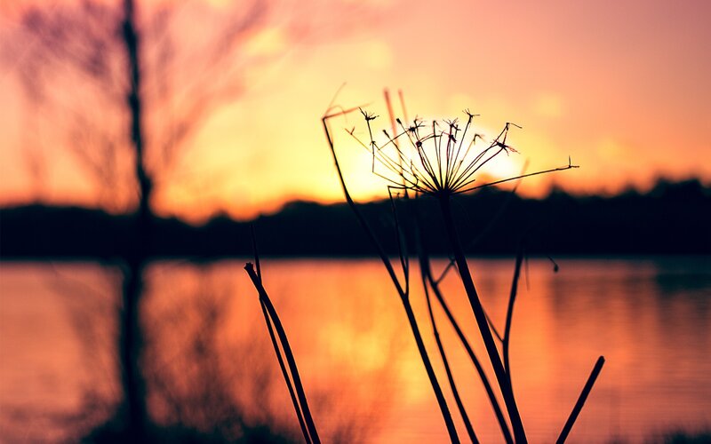 Silhouette of plant at sunset
