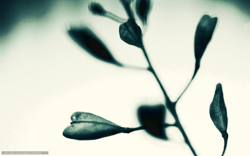 Silhouette of plant buds