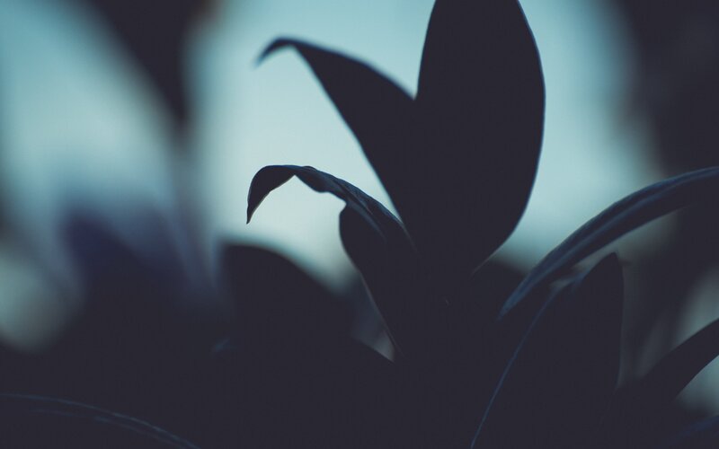 Silhouette of Plant Leaves — Blue, Moody