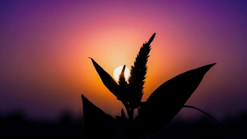 Silhouette of Plant — Purple