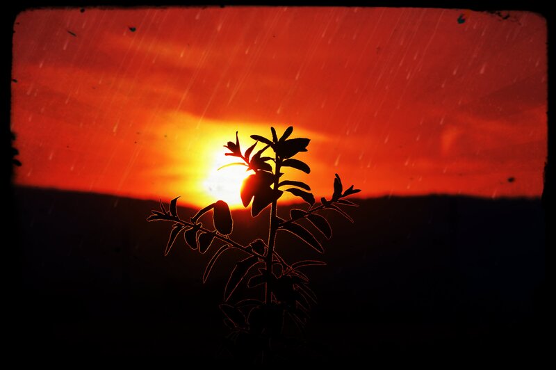 Silhouette of Plant — Red