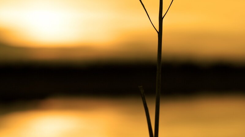 Silhouette of Plant Stem