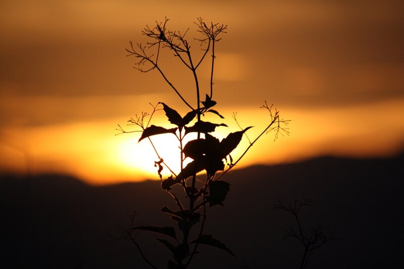 Silhouette of Plant