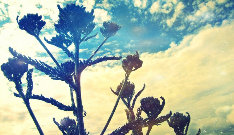 silhouette of plants against sky
