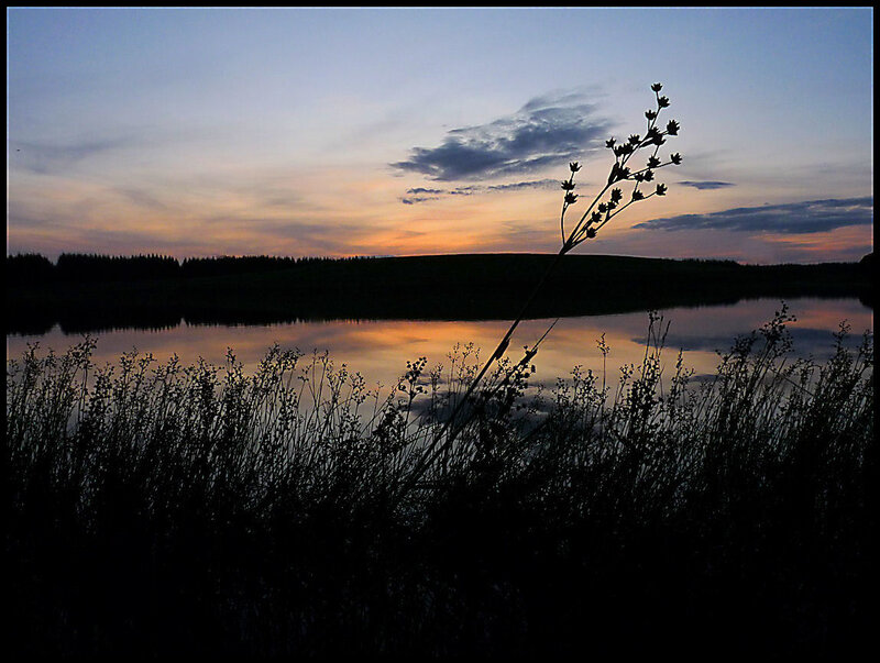 Silhouette of Plants at Lake
