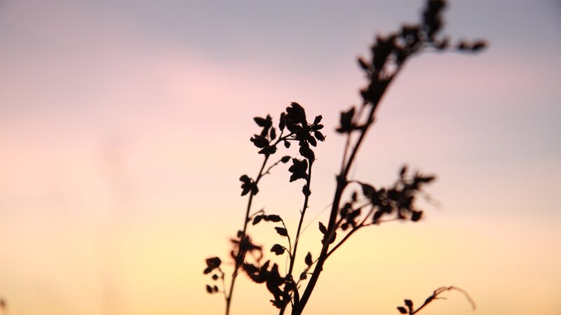 silhouette of plants at sunset