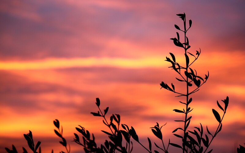 silhouette of plants at sunset