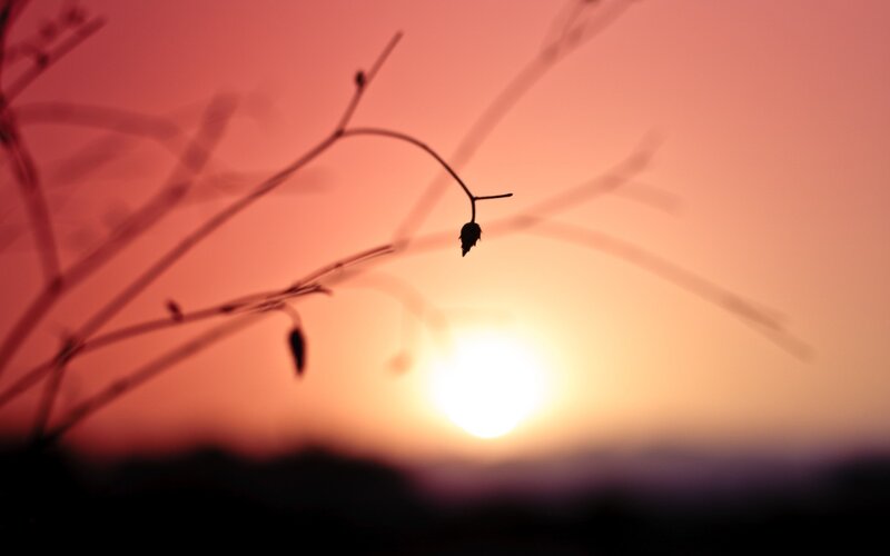 Silhouette of plants at sunset
