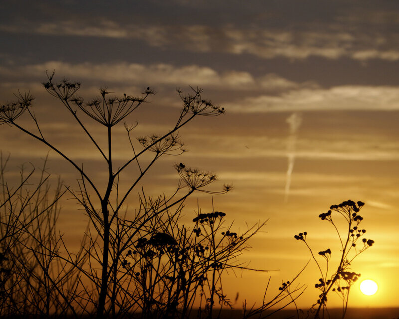 silhouette of plants at sunset