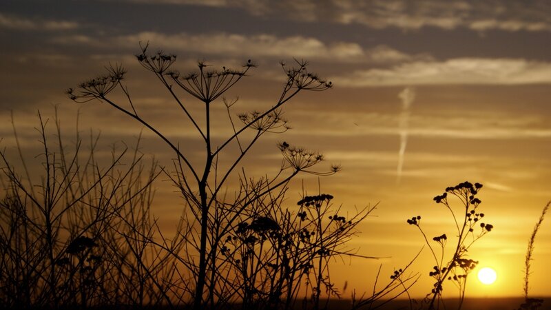 silhouette of plants at sunset