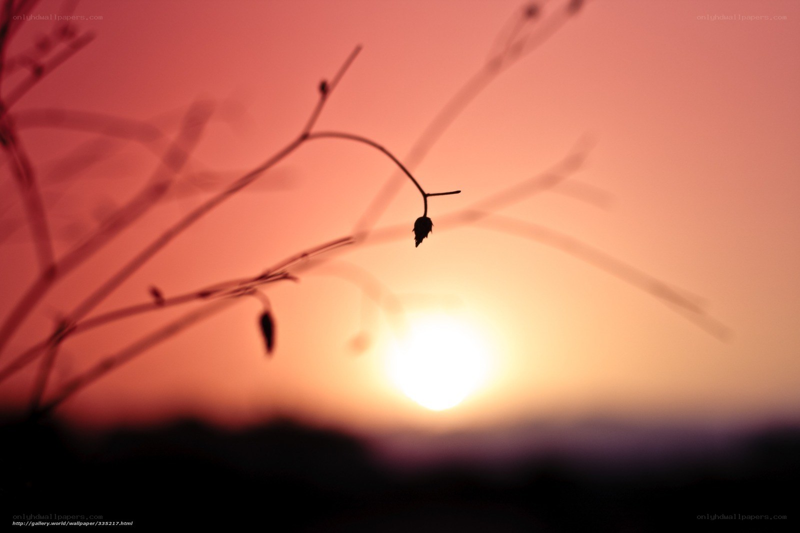 Silhouette of Plants at Sunset