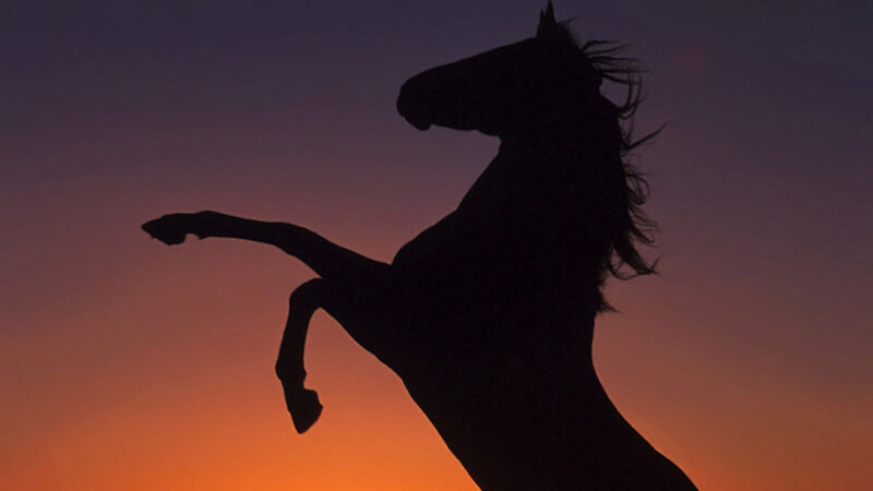 silhouette of rearing horse