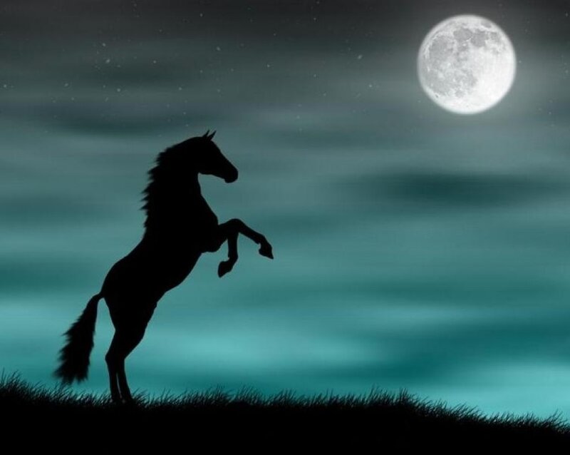 Silhouette of Rearing Horse — Black, Dramatic, Night