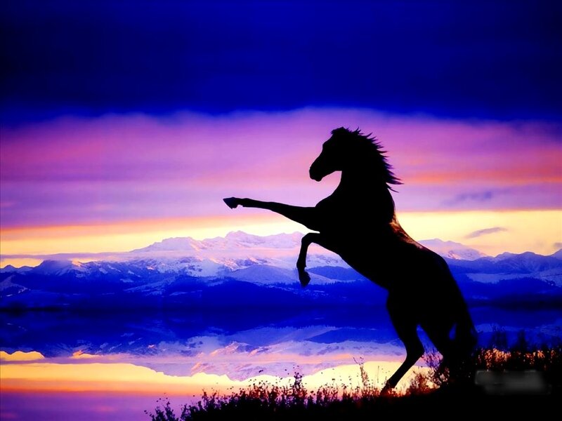 Silhouette of Rearing Horse — Purple, Dramatic
