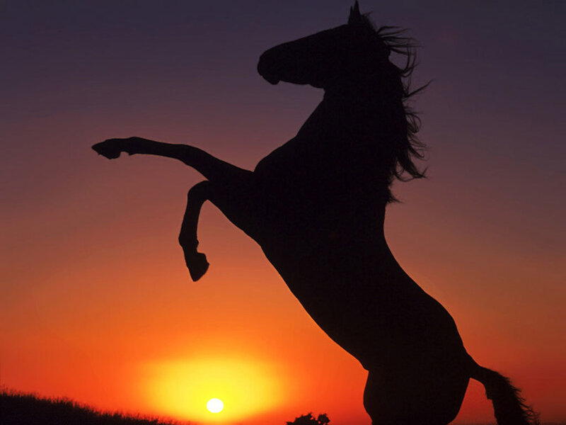silhouette of rearing horse