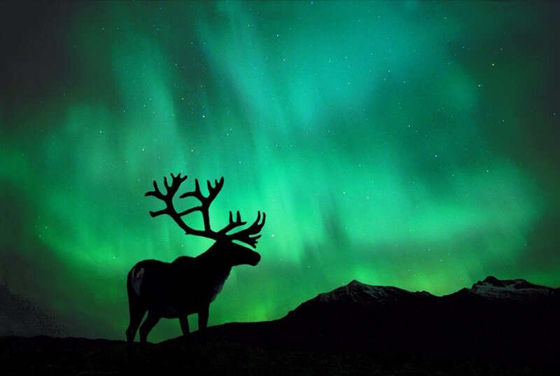Silhouette of Reindeer