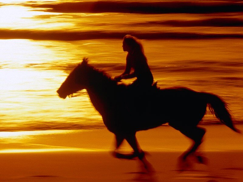 Silhouette of rider on horse at sunset
