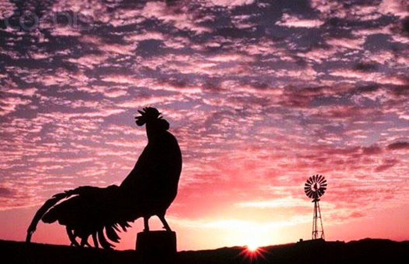 Silhouette of Rooster