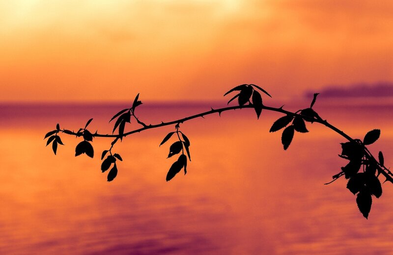 Silhouette of Rose Branch