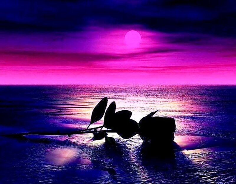 Silhouette of Rose on Beach