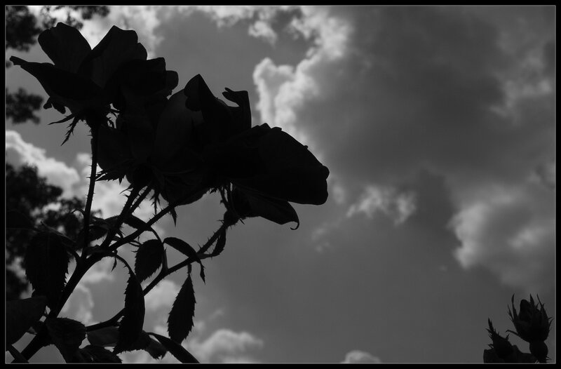 silhouette of roses against cloudy sky