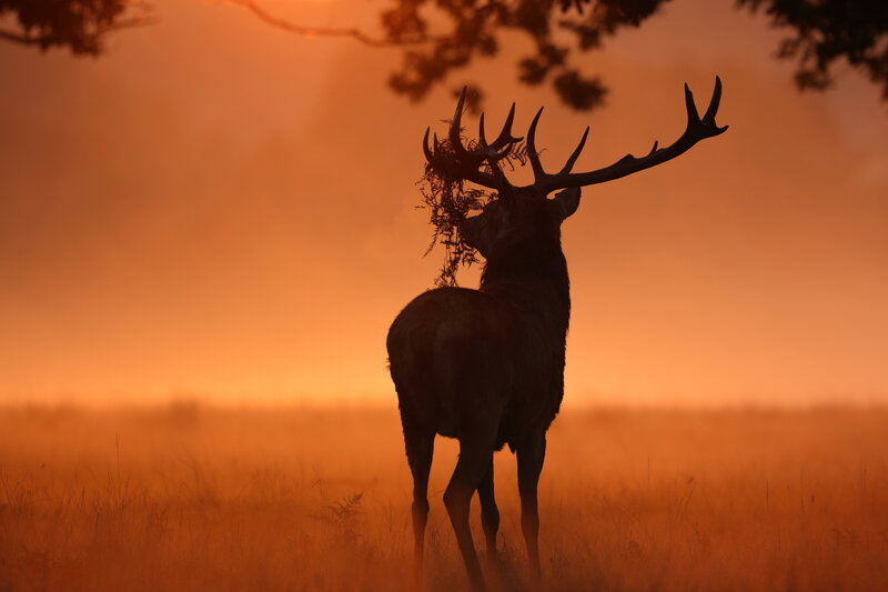 Silhouette of Stag — Orange