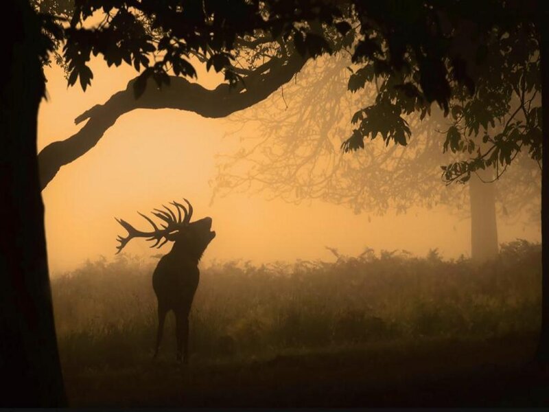 Silhouette of Stag