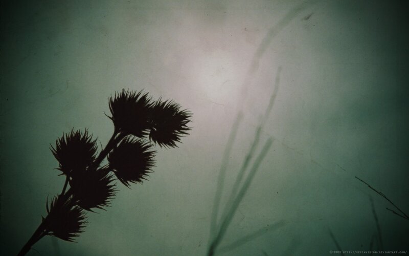 silhouette of thistle plant