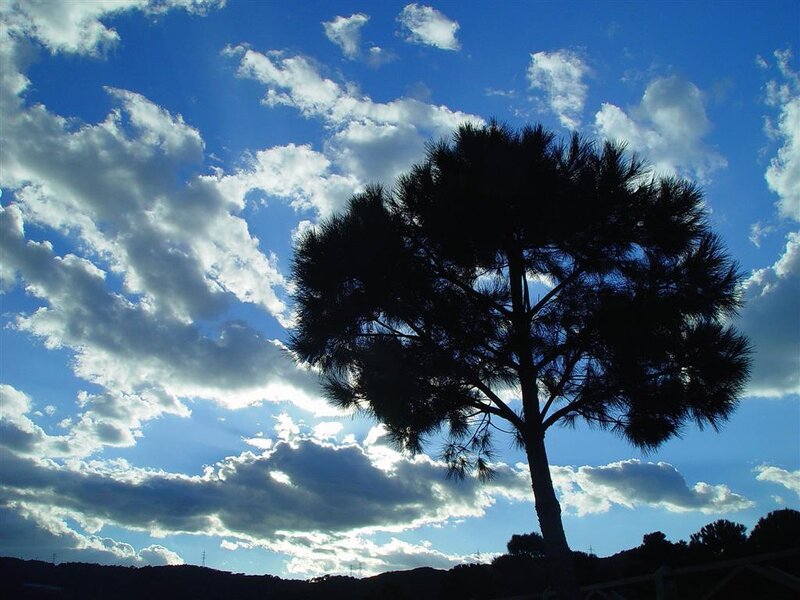 Silhouette of tree against cloudy sky