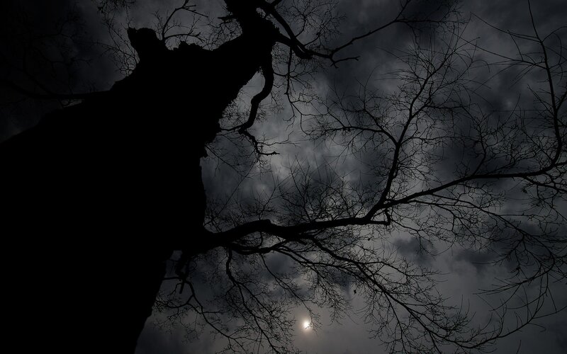 Silhouette of tree against moonlit sky