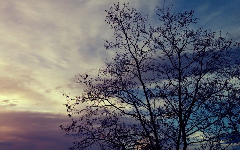 Silhouette of tree against sunset sky