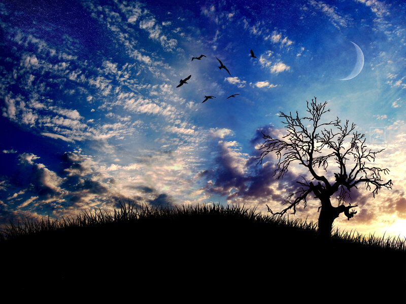 Silhouette of Tree and Birds — Blue, Dramatic, Night