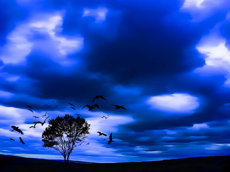 Silhouette of Tree and Birds — Blue, Dramatic
