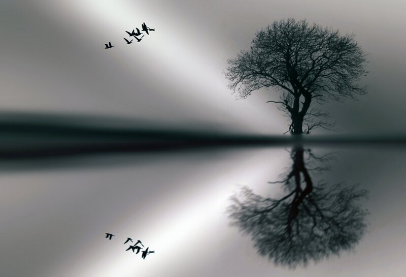 Silhouette of Tree and Birds — Gray