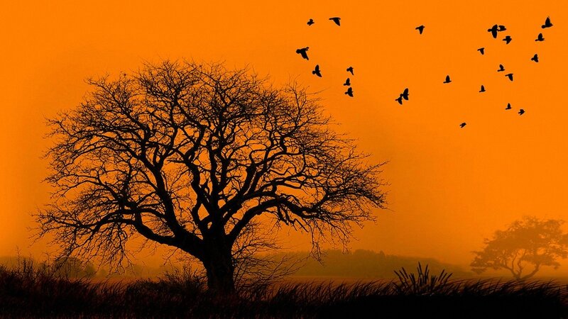 Silhouette of Tree and Birds — Orange, Dramatic, Sunset, Photograph, Sky