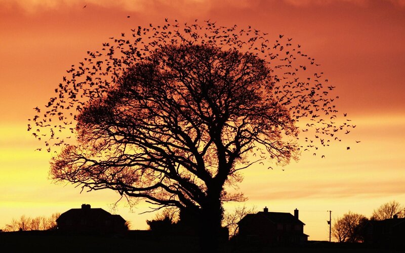 Silhouette of Tree and Birds — Orange, Dramatic, Sunset