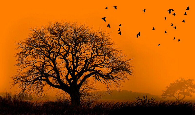 Silhouette of Tree and Birds — Orange, Dramatic