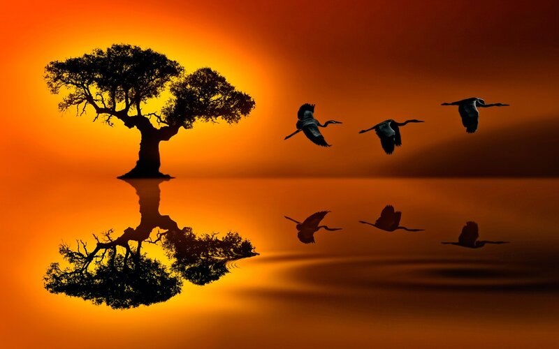Silhouette of Tree and Birds — Orange, Serene, Sunset, Photograph, Reflection