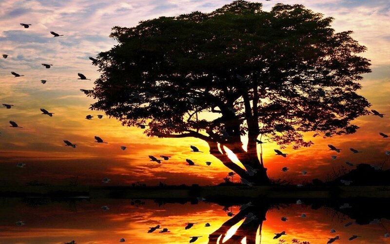 Silhouette of Tree and Birds — Orange, Serene, Sunset, Photograph, Sky