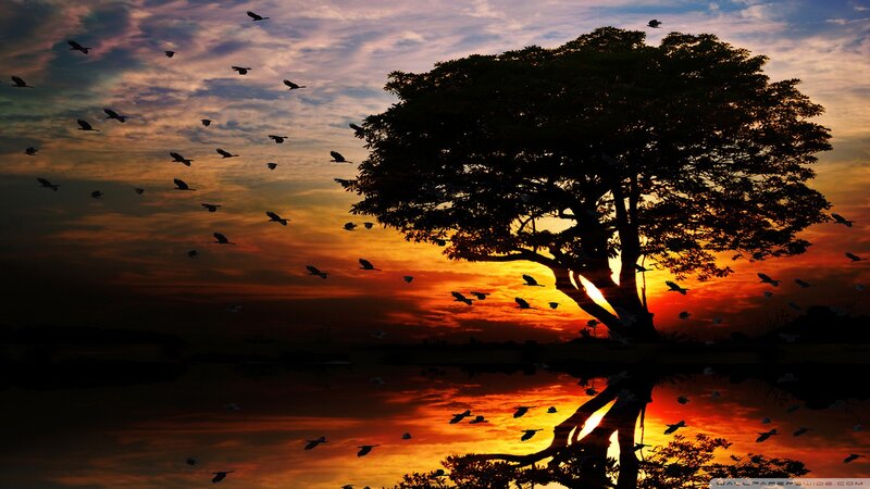 Silhouette of Tree and Birds — Orange, Serene, Sunset, Photograph