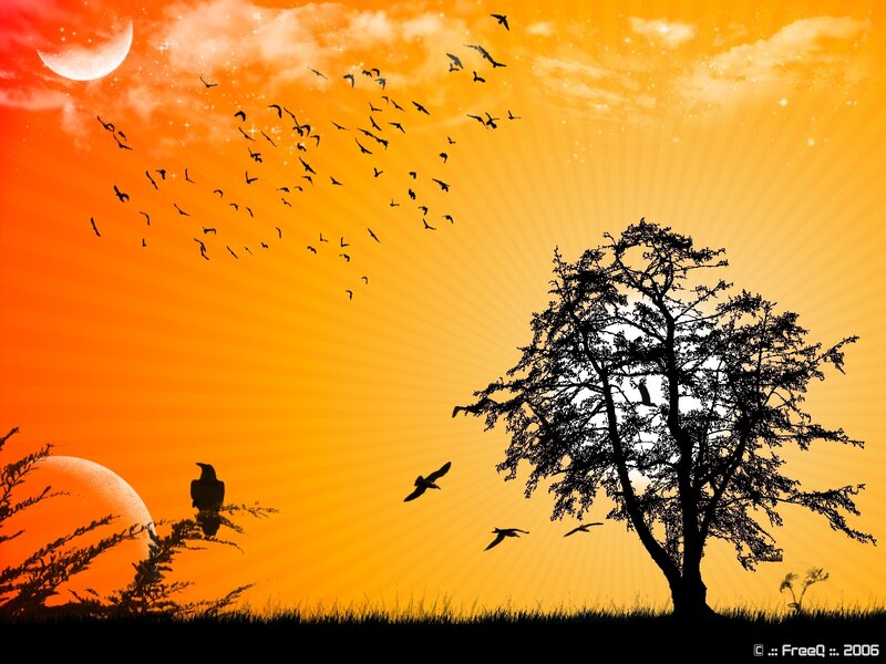 Silhouette of Tree and Birds — Orange