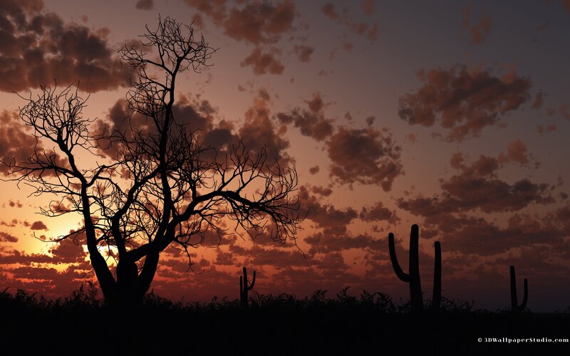 Silhouette of Tree and Cactus