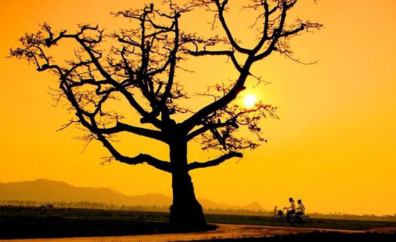Silhouette of Tree and Cyclists